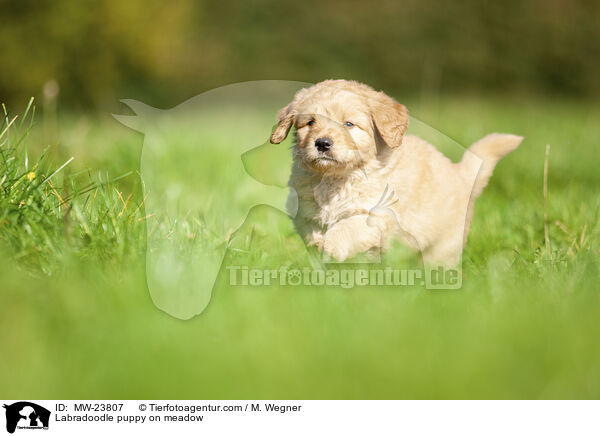 Labradoodle puppy on meadow / MW-23807