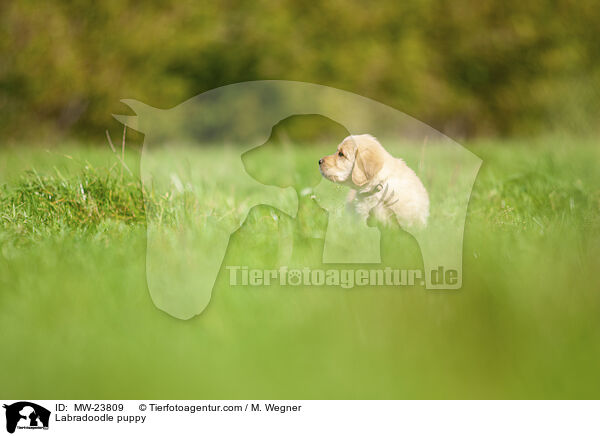 Labradoodle Welpe / Labradoodle puppy / MW-23809