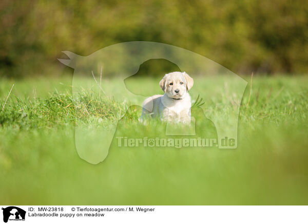 Labradoodle Welpe auf Wiese / Labradoodle puppy on meadow / MW-23818