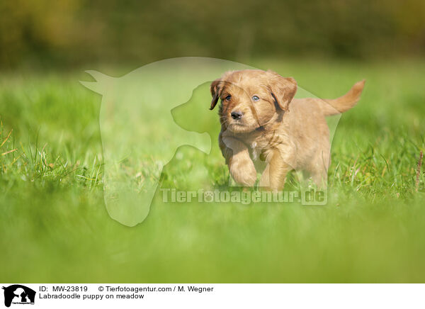 Labradoodle puppy on meadow / MW-23819