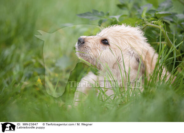 Labradoodle puppy / MW-23847