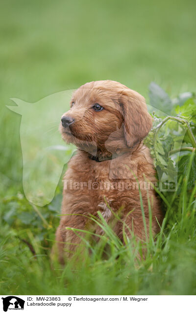 Labradoodle puppy / MW-23863