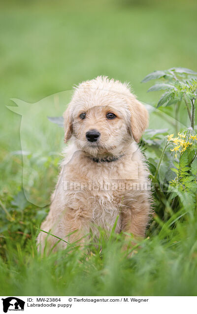 Labradoodle puppy / MW-23864