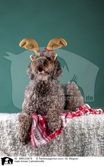 brauner Labradoodle Rde / male brown Labradoodle / MW-23879
