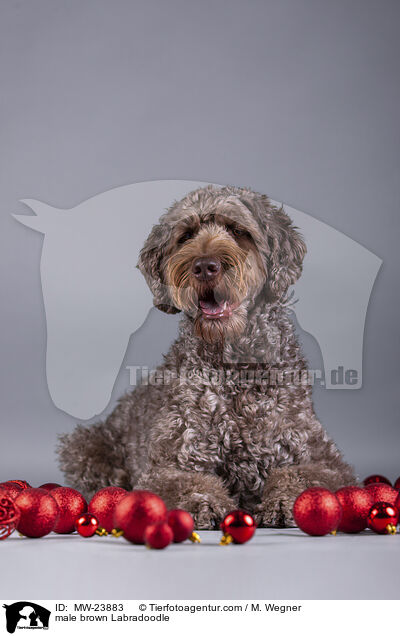 brauner Labradoodle Rde / male brown Labradoodle / MW-23883