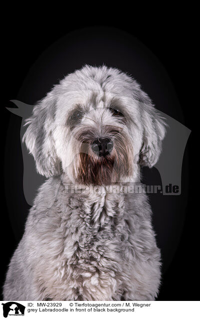 grauer Labradoodle vor schwarzem Hintergrund / grey Labradoodle in front of black background / MW-23929