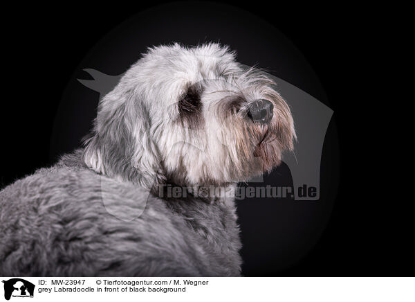 grauer Labradoodle vor schwarzem Hintergrund / grey Labradoodle in front of black background / MW-23947