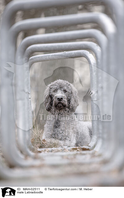 Labradoodle Rde / male Labradoodle / MAH-02511