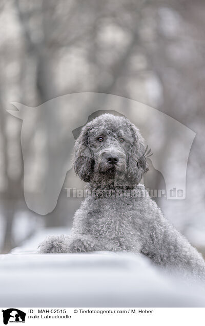 Labradoodle Rde / male Labradoodle / MAH-02515