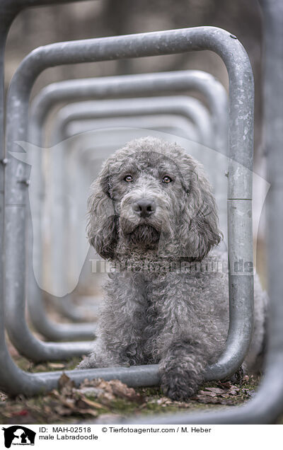 Labradoodle Rde / male Labradoodle / MAH-02518