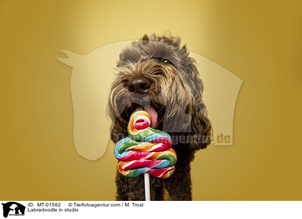 Labradoodle in studio / MT-01582