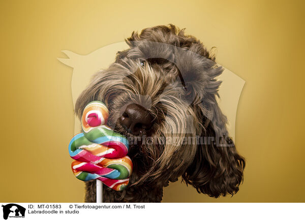 Labradoodle im Studio / Labradoodle in studio / MT-01583