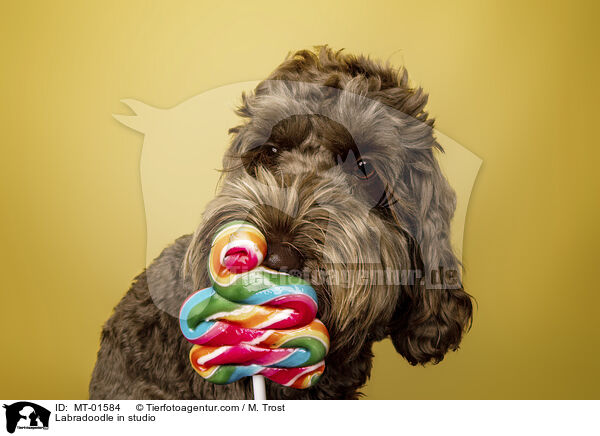 Labradoodle im Studio / Labradoodle in studio / MT-01584