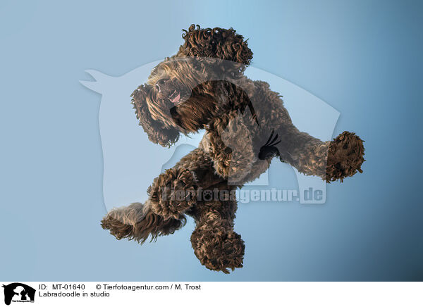 Labradoodle im Studio / Labradoodle in studio / MT-01640