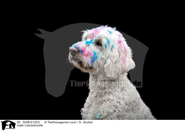 Labradoodle Rde / male Labradoodle / SGR-01252