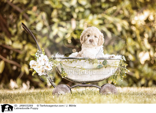 Labradoodle Welpe / Labradoodle Puppy / JAM-03269