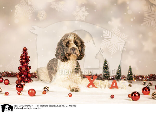 Labradoodle im Studio / Labradoodle in studio / JAM-03697