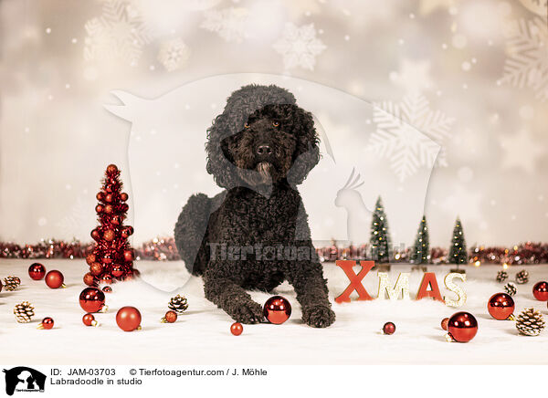 Labradoodle im Studio / Labradoodle in studio / JAM-03703
