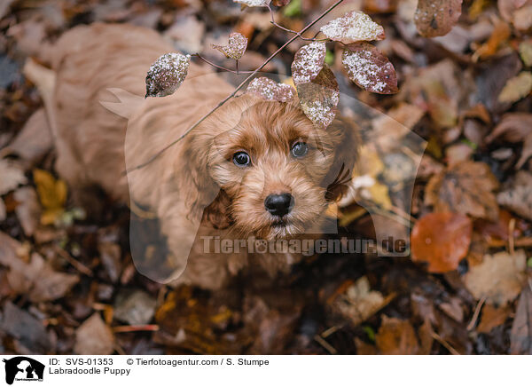 Labradoodle Welpe / Labradoodle Puppy / SVS-01353