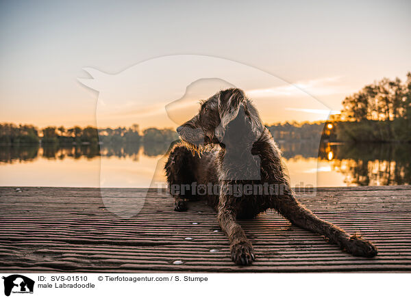 male Labradoodle / SVS-01510