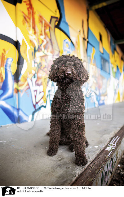 ausgewachsener Labradoodle / adult Labradoodle / JAM-03880