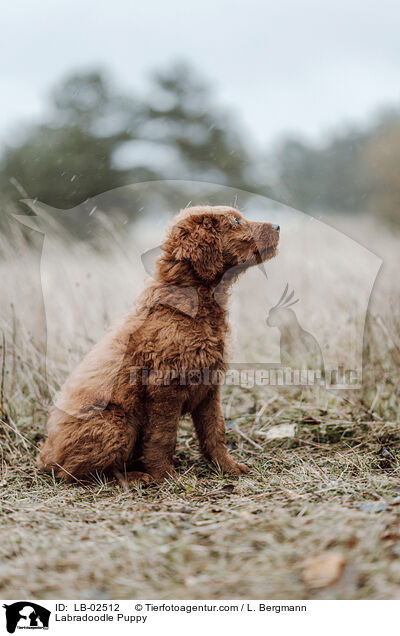 Labradoodle Puppy / LB-02512