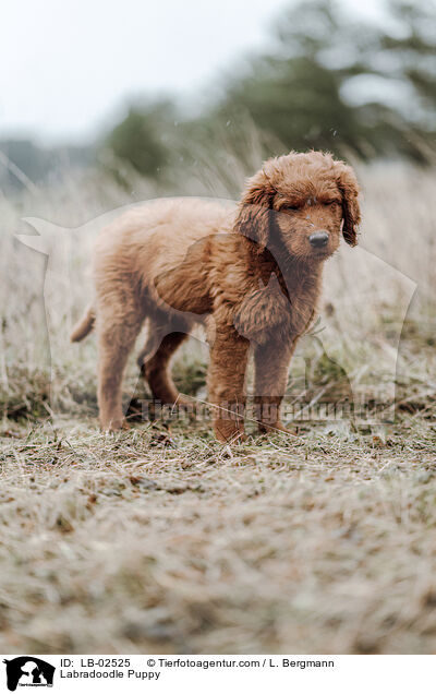 Labradoodle Puppy / LB-02525