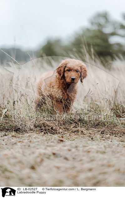 Labradoodle Welpe / Labradoodle Puppy / LB-02527