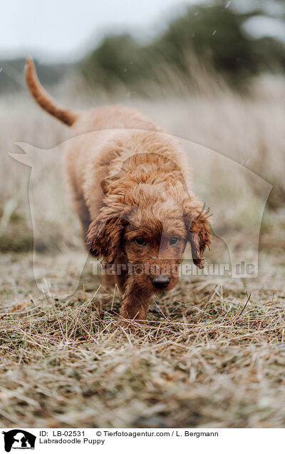 Labradoodle Puppy / LB-02531