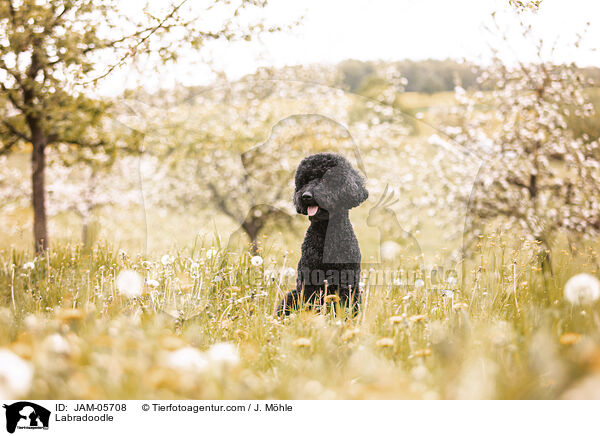 Labradoodle / Labradoodle / JAM-05708