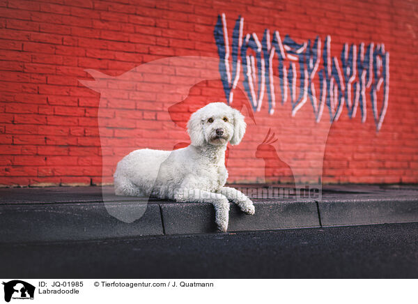 Labradoodle / Labradoodle / JQ-01985