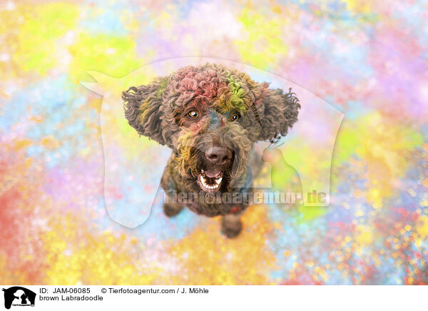 brown Labradoodle / JAM-06085