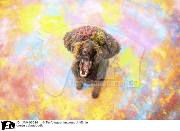 brauner Labradoodle / brown Labradoodle / JAM-06086