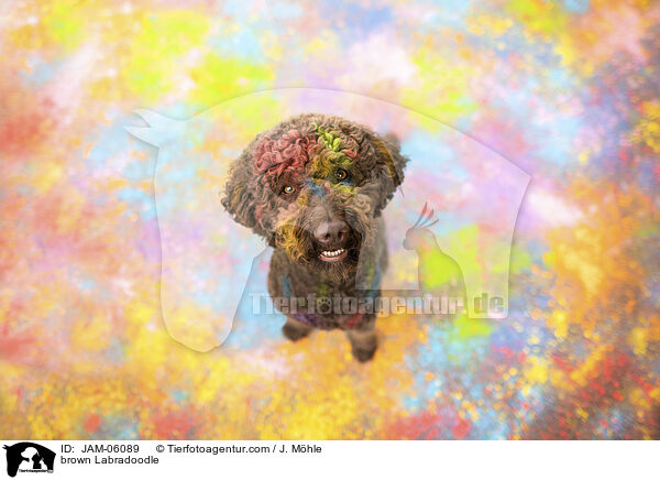 brauner Labradoodle / brown Labradoodle / JAM-06089
