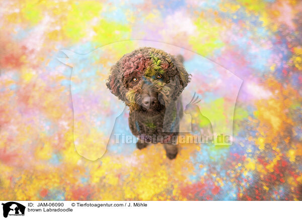 brauner Labradoodle / brown Labradoodle / JAM-06090