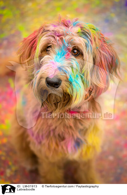 Labradoodle / Labradoodle / LM-01913