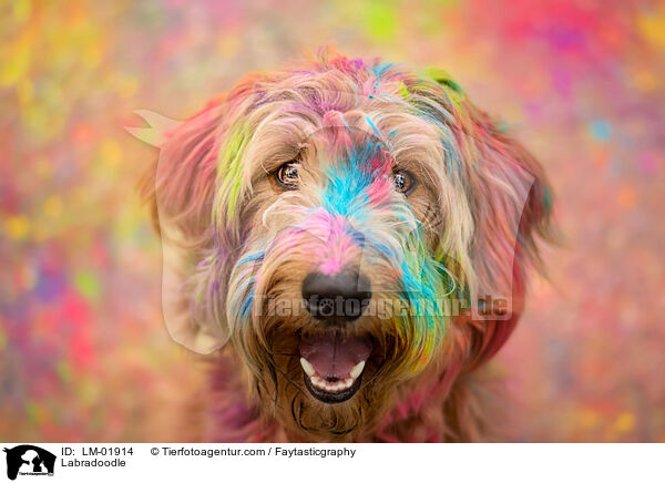 Labradoodle / Labradoodle / LM-01914