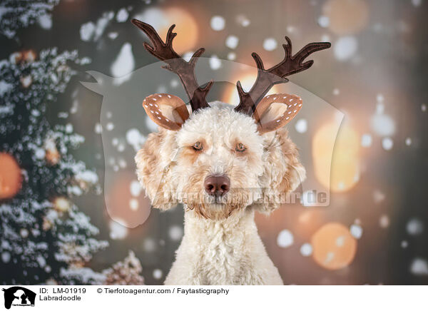 Labradoodle / Labradoodle / LM-01919
