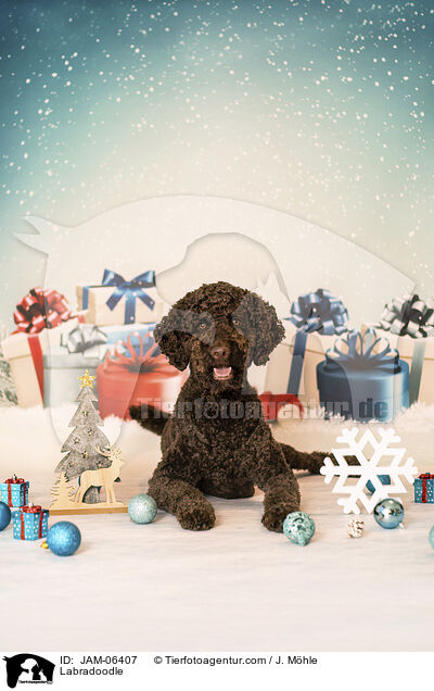 Labradoodle / Labradoodle / JAM-06407