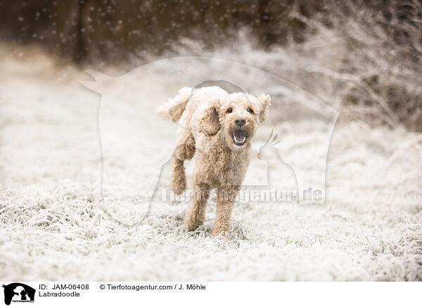 Labradoodle / Labradoodle / JAM-06408