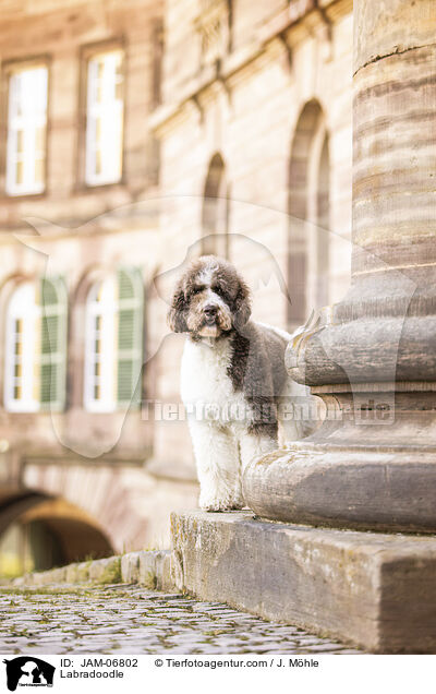 Labradoodle / Labradoodle / JAM-06802