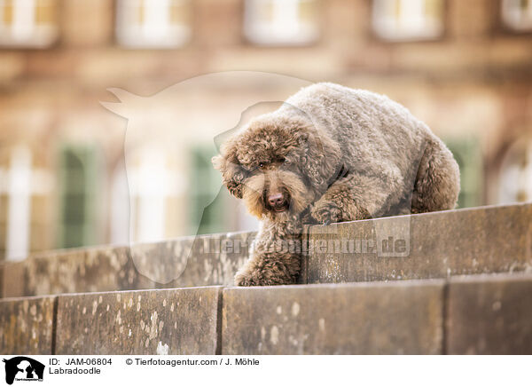 Labradoodle / Labradoodle / JAM-06804