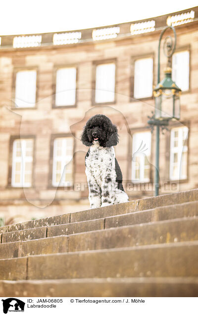 Labradoodle / Labradoodle / JAM-06805