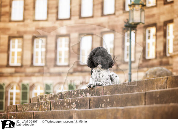 Labradoodle / Labradoodle / JAM-06807
