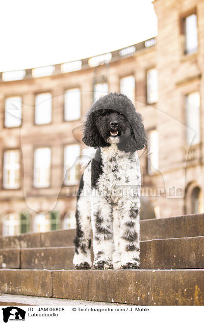Labradoodle / Labradoodle / JAM-06808
