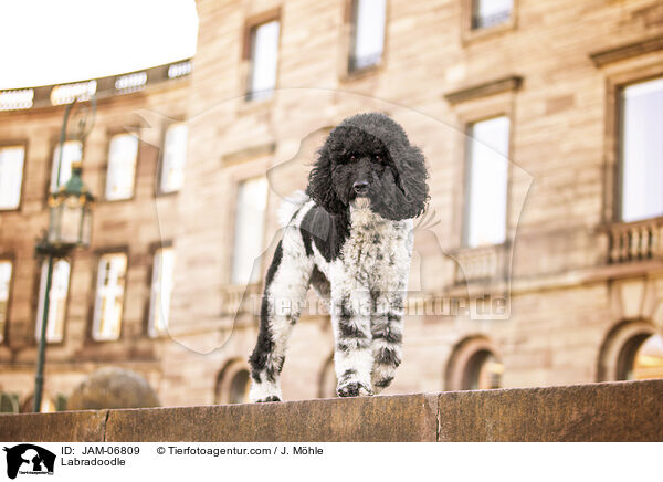 Labradoodle / Labradoodle / JAM-06809