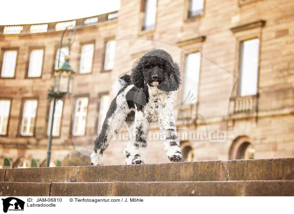 Labradoodle / Labradoodle / JAM-06810