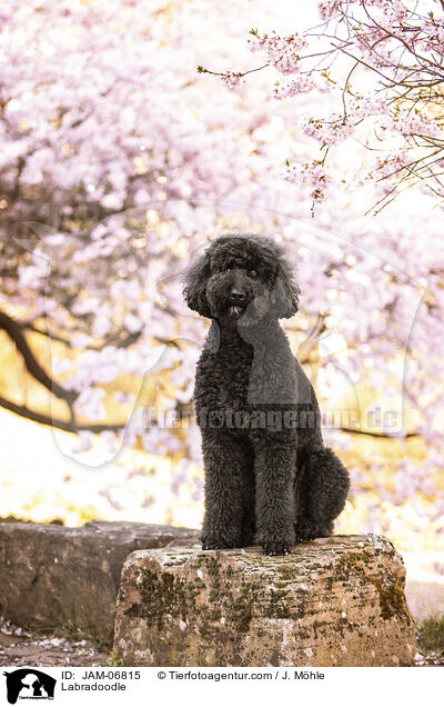 Labradoodle / Labradoodle / JAM-06815
