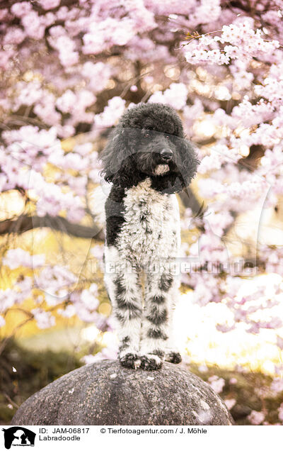 Labradoodle / Labradoodle / JAM-06817