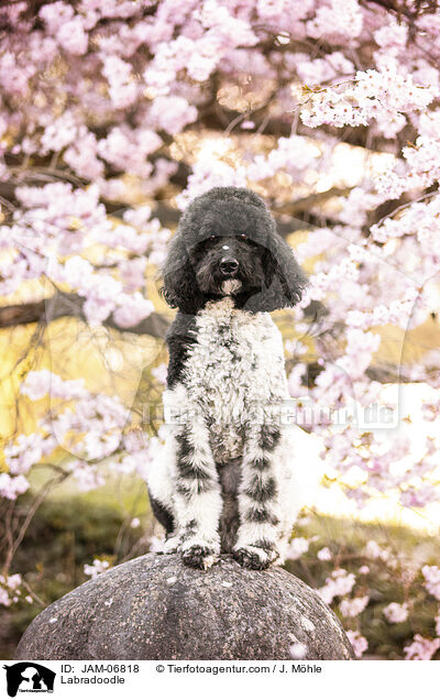 Labradoodle / Labradoodle / JAM-06818